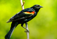 Red-Winged Blackbird.